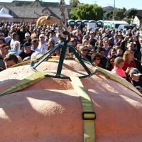 Giant pumpkin on the scale Giant pumpkin on the scale