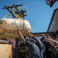 Forklift Placing Pumpkin On Scale