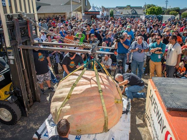 Harnessed giant pumpkin prepared for lifting