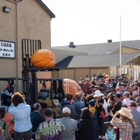 2017 Pumpkin Weigh-Off Most Beautiful Pumpkin