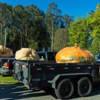 2020 Weigh-Off contenders await weighing