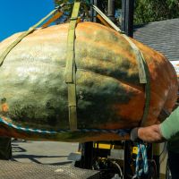 2020 Weigh-Off winner lifted to the scale
