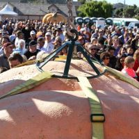 Pumpkin lifted by harness to scale