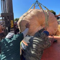 Carefully positioning giant pumpkin onto scale