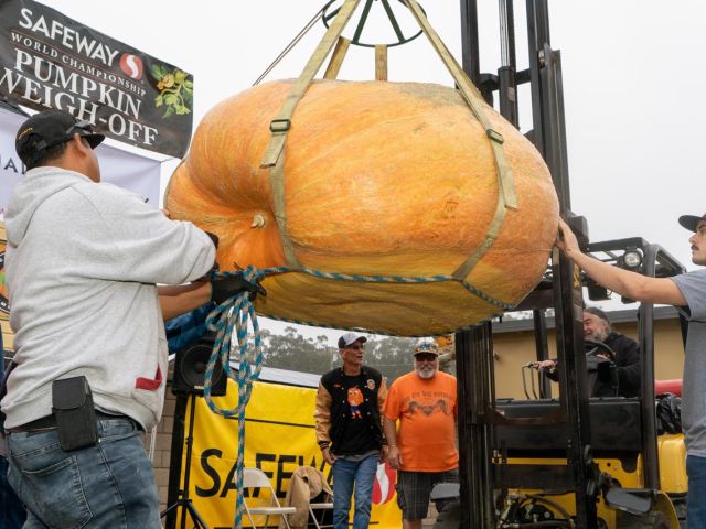 A giant contender in the forklift harness for transport