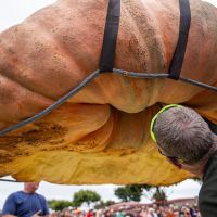 2023 Word Record Pumpkin being inspected